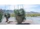 Two blooming yucca plants in desert landscape at 4351 W Bell Vista Ave, Pahrump, NV 89060