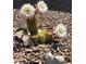 White blooming Cereus cactus with garden decor at 4351 W Bell Vista Ave, Pahrump, NV 89060