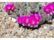 Pink blooming fishhook cactus in gravel at 4351 W Bell Vista Ave, Pahrump, NV 89060