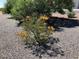 Yellow flowering plant in a gravel garden at 4351 W Bell Vista Ave, Pahrump, NV 89060