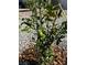 Close-up of a small lime tree with a few limes growing at 4351 W Bell Vista Ave, Pahrump, NV 89060