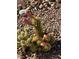 Cactus with blooming flower buds in a gravel garden at 4351 W Bell Vista Ave, Pahrump, NV 89060