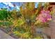 Colorful Crape Myrtles add curb appeal at 6640 Palmyra Ave, Las Vegas, NV 89146