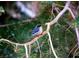 A blue bird perched on a tree branch at 4187 Matterhorn Way, Mount Charleston, NV 89124