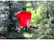 Hummingbirds feeding at a red strawberry-shaped feeder at 4187 Matterhorn Way, Mount Charleston, NV 89124