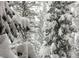 Close-up view of snow-laden pine trees in a dense forest, creating a winter wonderland at 4187 Matterhorn Way, Mount Charleston, NV 89124