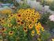 Landscaped flower bed with black eyed susans at 1715 Mesquite Ct, Henderson, NV 89014