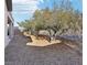 Expansive backyard featuring desert landscaping, mature trees, and a secure fence, offering privacy and natural beauty at 12 Oro Valley Dr, Henderson, NV 89052