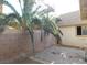 Small backyard with block wall, palm tree, and patio at 384 Norlina Ct, Henderson, NV 89014