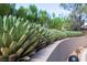 Landscaped area featuring agave plants along a curved wall at 78 Hawk Ridge Dr, Las Vegas, NV 89135