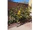 Laden citrus tree adds charm to the backyard's landscaping at 5635 Exotic Rosette Ave, Las Vegas, NV 89139