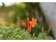 Orange trumpet vine flowers add a pop of color at 23 Via Tavolara, Henderson, NV 89011