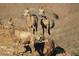 Three desert bighorn sheep standing on rocks at 505 Ville Dr, Boulder City, NV 89005