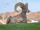 Large desert bighorn sheep relaxing on a grassy hill at 505 Ville Dr, Boulder City, NV 89005