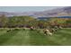 Large group of desert bighorn sheep grazing on a grassy field at 505 Ville Dr, Boulder City, NV 89005