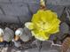 Close-up of a bright yellow cactus flower at 5916 Naperville St, Las Vegas, NV 89130