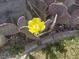 Vibrant yellow cactus flower in full bloom at 5916 Naperville St, Las Vegas, NV 89130