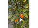 Close-up of oranges on a tree branch at 5916 Naperville St, Las Vegas, NV 89130