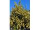 Lush orange tree laden with ripe fruit at 5916 Naperville St, Las Vegas, NV 89130