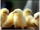 Close up of several fluffy baby chicks at 936 Elon Ln, Indian Springs, NV 89018