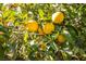 Branch of an orange tree with many ripe oranges at 6185 N Conquistador St, Las Vegas, NV 89149