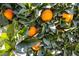 Close-up of a tree laden with ripe oranges at 6185 N Conquistador St, Las Vegas, NV 89149