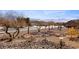 Landscaped front yard view featuring desert landscaping and mountain views at 1428 Chaparral Dr, Mesquite, NV 89027