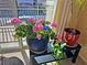 Bright corner with blooming pink geraniums and other lush potted plants at 5988 Pirates Delight Ave, Las Vegas, NV 89139