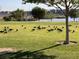 Scenic community park featuring a green lawn with many geese grazing and a lake in the distance at 1525 Spiced Wine Ave # 12103, Henderson, NV 89074