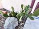 Prickly pear cactus growing from gravel next to a rock and the side of a home at 1269 Honey Lake St, Las Vegas, NV 89110