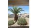 Landscaped backyard featuring mature palm trees, green bushes, and desert rock at 2341 Celestial Moon St, Henderson, NV 89044