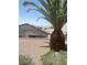 Desert-landscaped backyard featuring a mature palm tree, gravel, and low-maintenance plants at 2341 Celestial Moon St, Henderson, NV 89044