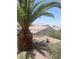 Low-maintenance backyard with a palm tree and decorative rock for relaxed outdoor living at 2341 Celestial Moon St, Henderson, NV 89044