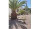 Landscaped backyard featuring mature palm trees, green bushes, and desert rock at 2341 Celestial Moon St, Henderson, NV 89044
