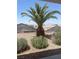 Well-kept backyard featuring a mature palm tree and low-maintenance desert landscaping at 2341 Celestial Moon St, Henderson, NV 89044