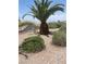Landscaped backyard features decorative rock, green bushes, and a palm tree for relaxed outdoor living at 2341 Celestial Moon St, Henderson, NV 89044