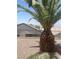 Landscaped backyard featuring decorative rock, desert plants, and a mature palm tree at 2341 Celestial Moon St, Henderson, NV 89044