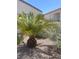 Desert landscaped backyard featuring a beautiful palm tree at 2341 Celestial Moon St, Henderson, NV 89044