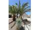 Landscaped front yard with palm trees, providing a tropical feel to the property's exterior at 2341 Celestial Moon St, Henderson, NV 89044