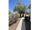 Property's side yard showcases a mature tree and desert landscaping elements at 2341 Celestial Moon St, Henderson, NV 89044
