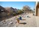View of the backyard landscaping that features desert rocks, plants, and fencing at 2601 Centaurus St, Henderson, NV 89044