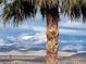 Stunning mountain views from the property with a beautiful palm tree in the foreground at 2764 Leys Burnett Ave, Henderson, NV 89044