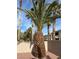 A palm tree stands tall against a wall in the backyard at 11118 Scotscraig Ct, Las Vegas, NV 89141