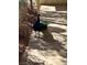 A peacock is walking near the house at 4530 W Maulding Ave, Las Vegas, NV 89139