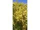 An abundance of yellow flowers are shown in a close up of a tree as a beautiful display on the property at 5090 N David St, Pahrump, NV 89060