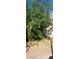 Close-up of a fruit tree with ripe fruit at 5090 N David St, Pahrump, NV 89060