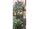 Landscaping includes beautiful coral roses in the garden along the property's walkway, creating a colorful display at 5090 N David St, Pahrump, NV 89060