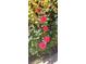 The home's beautiful garden includes yellow flowers, accompanied by green leaves, and vibrant pink roses at 5090 N David St, Pahrump, NV 89060