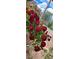 A close-up of a beautiful climbing rose bush with a vibrant display of red blooms in the well-maintained garden at 5090 N David St, Pahrump, NV 89060