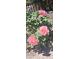 Beautiful pink roses are part of the landscaping near the fence creating a wonderful presentation at 5090 N David St, Pahrump, NV 89060